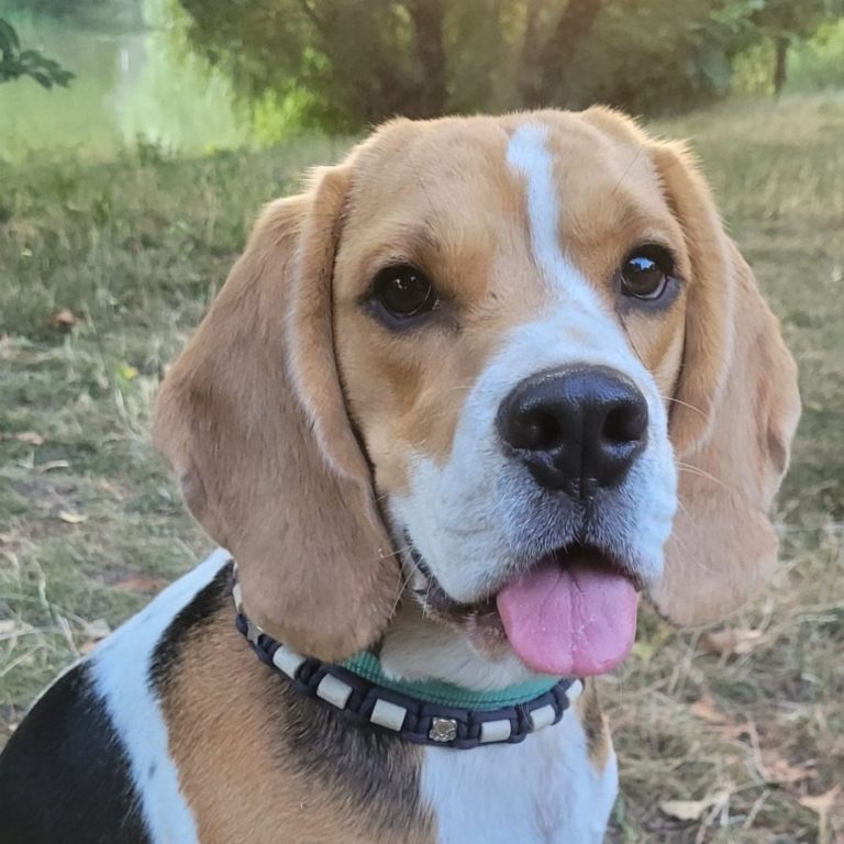 Monics-Hundewelt.de glückliche Beagledame