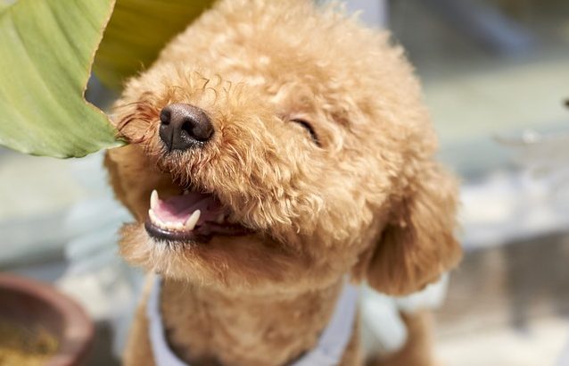 Training bei Monics-Hundewelt Eine Person führt einen kleinen, weißen Hund an der Leine auf einer Rasenfläche.