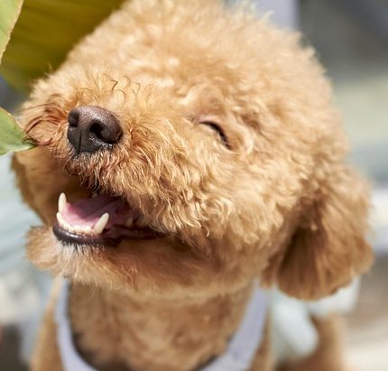 Training bei Monics-Hundewelt Eine Person führt einen kleinen, weißen Hund an der Leine auf einer Rasenfläche.