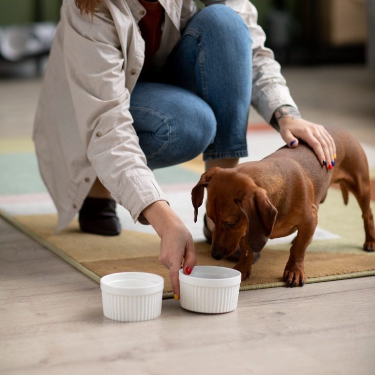 schones-dackelessen-hautnah