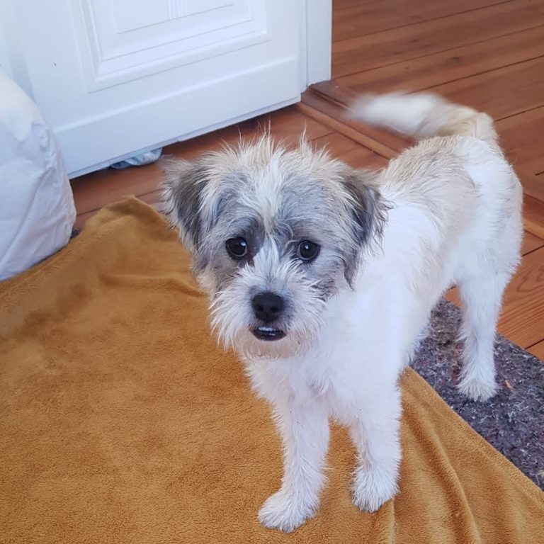 Monics-Hundewelt.de Tierschutzhündin Lina