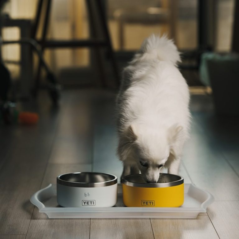 Ein kleiner, weißer Hund frisst aus einem Futternapf in einer modernen Wohnung.