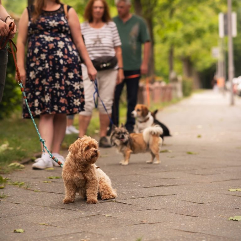 pet-lifestyle-together-with-owner