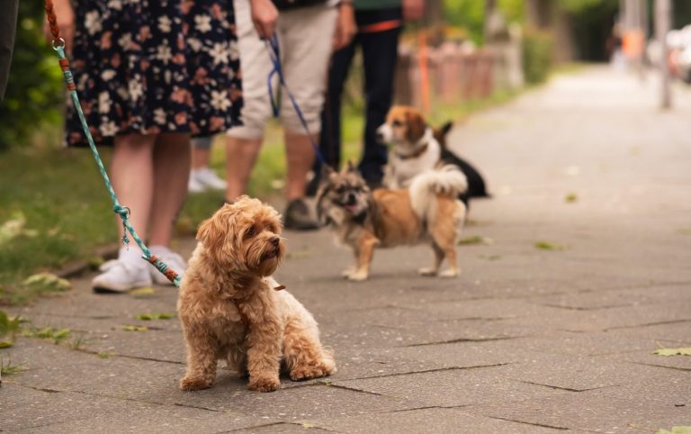 Monics-Hundewelt.de Gruppentraining - Paws & Passion Tierfotografie