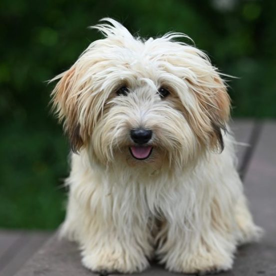 Monics-Hundewelt.de kleiner Hund in Potsdam