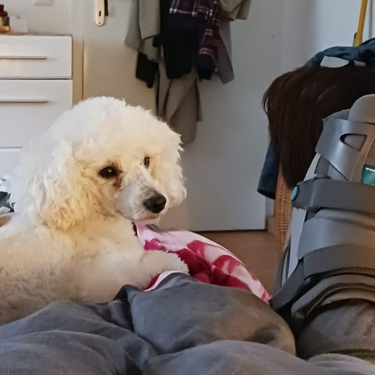 Welpentraining bei Monics-Hundewelt Pomeranian Welpe Bolly