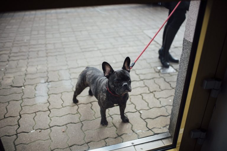 Monics Hundewelt für kleine Hunderassen Hundeschule für kleine Rassen zB. bei Leinenzieher und Stehenbleiber