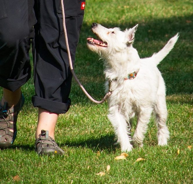 Training bei Monics-Hundewelt Eine Person führt einen kleinen, weißen Hund an der Leine auf einer Rasenfläche.