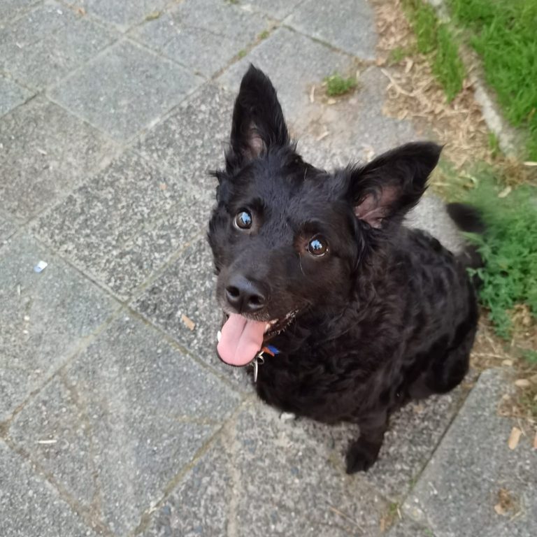 Auslastung und Freude bei Monics-Hundewelt Sammy Mischling im Training bei Monics-Hundewelt