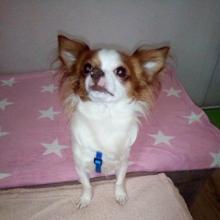 Monics-Hundewelt.de Chihuahua in glücklich
