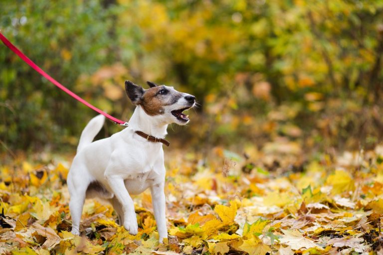 Monics-Hundewelt für kleine Hunde passendes Training für kleine bellende Hunde